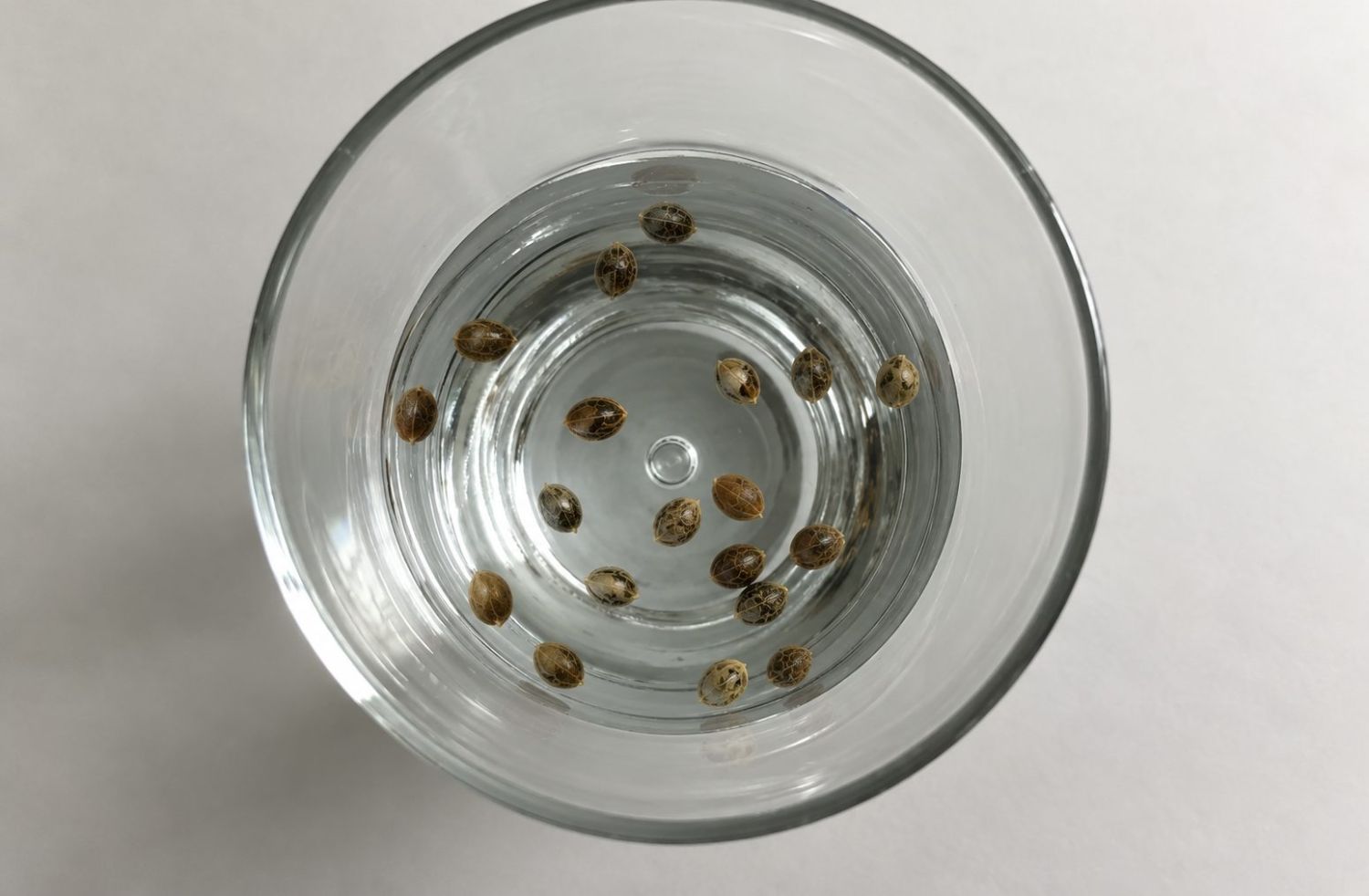 Guide germination : trempage dans l’eau