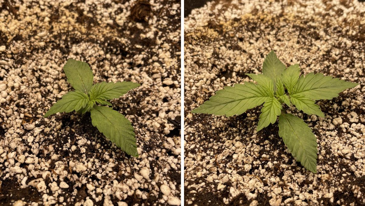 Purple Lemonade Auto 大麻品种周周种植指南 - 健壮的自花型幼苗第7及第9天表现
