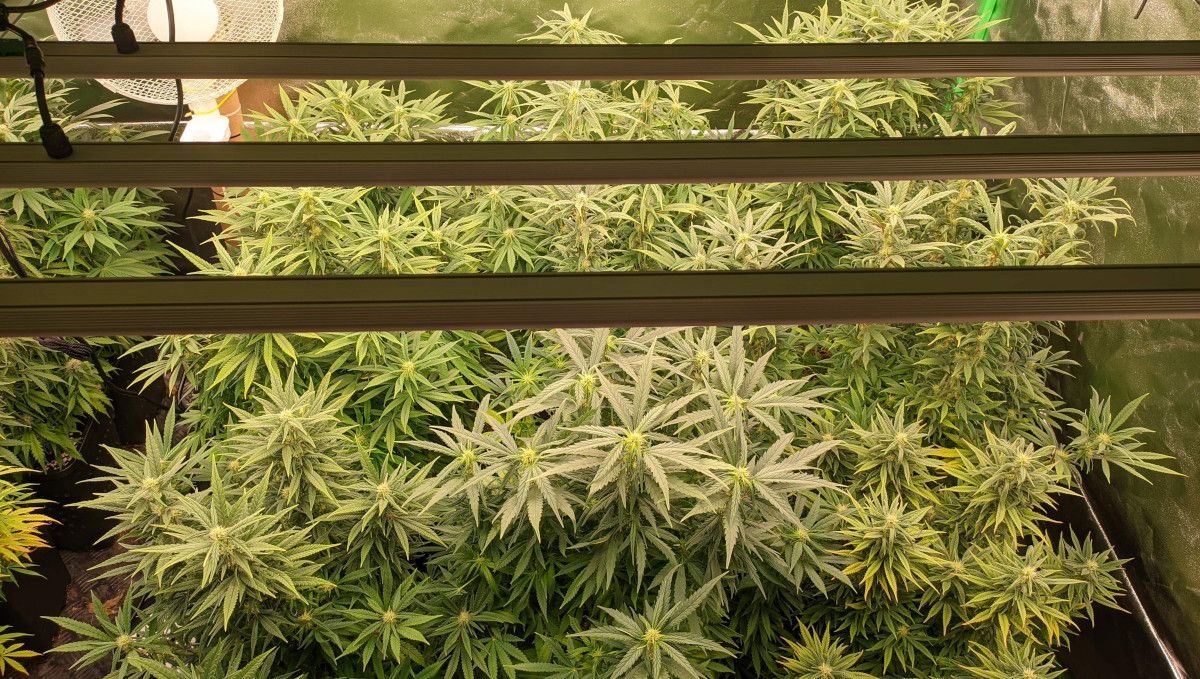 Gorilla Cookies FF cannabis strain: transition (pre-flower) | a spacious indoor SOG garden shot from above, with the first flowers forming on tops