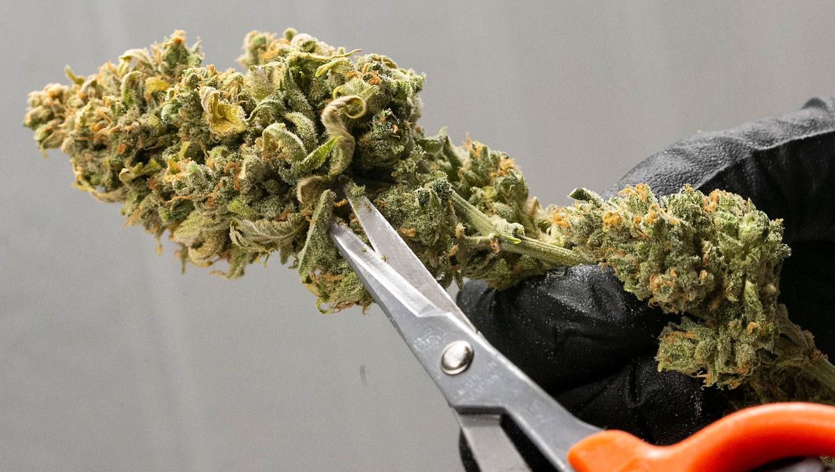 Trimming your cannabis harvest