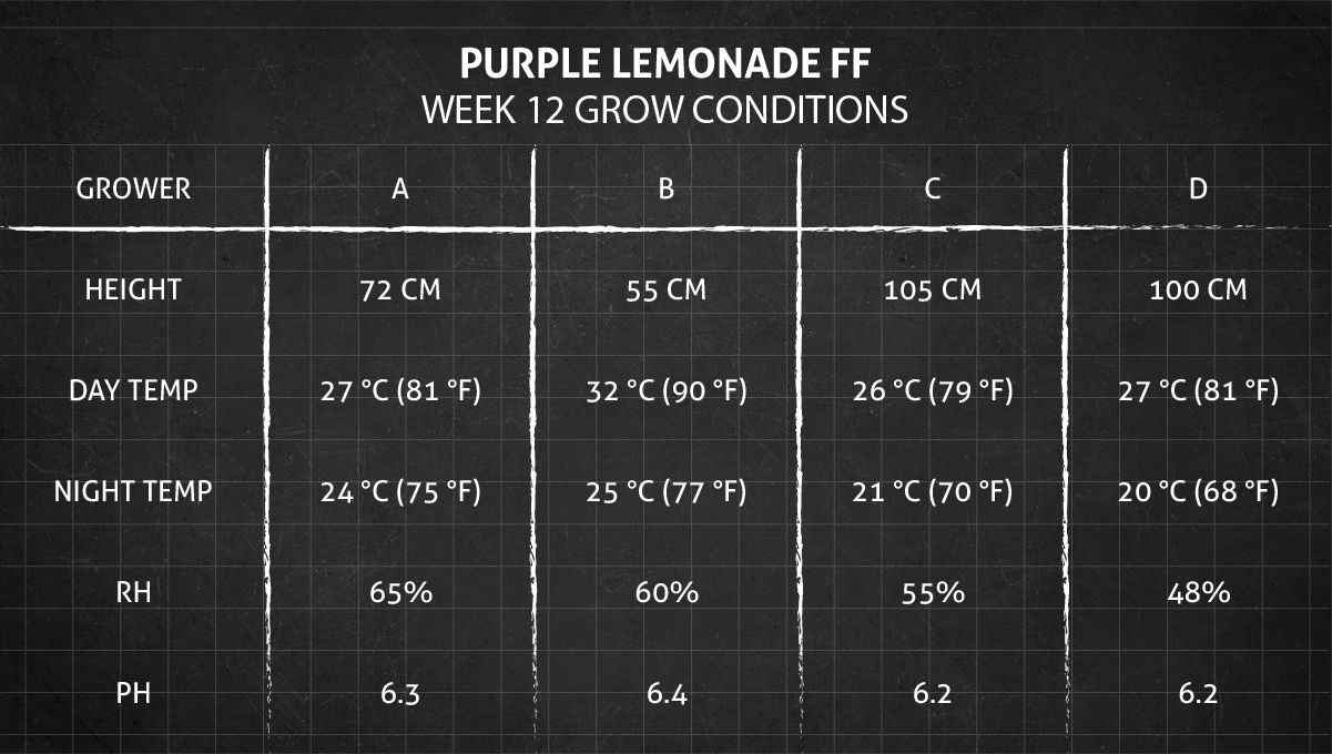 Purple Lemonade FF कैनाबिस स्ट्रेन: हफ्ता 12 ग्रो कंडीशन