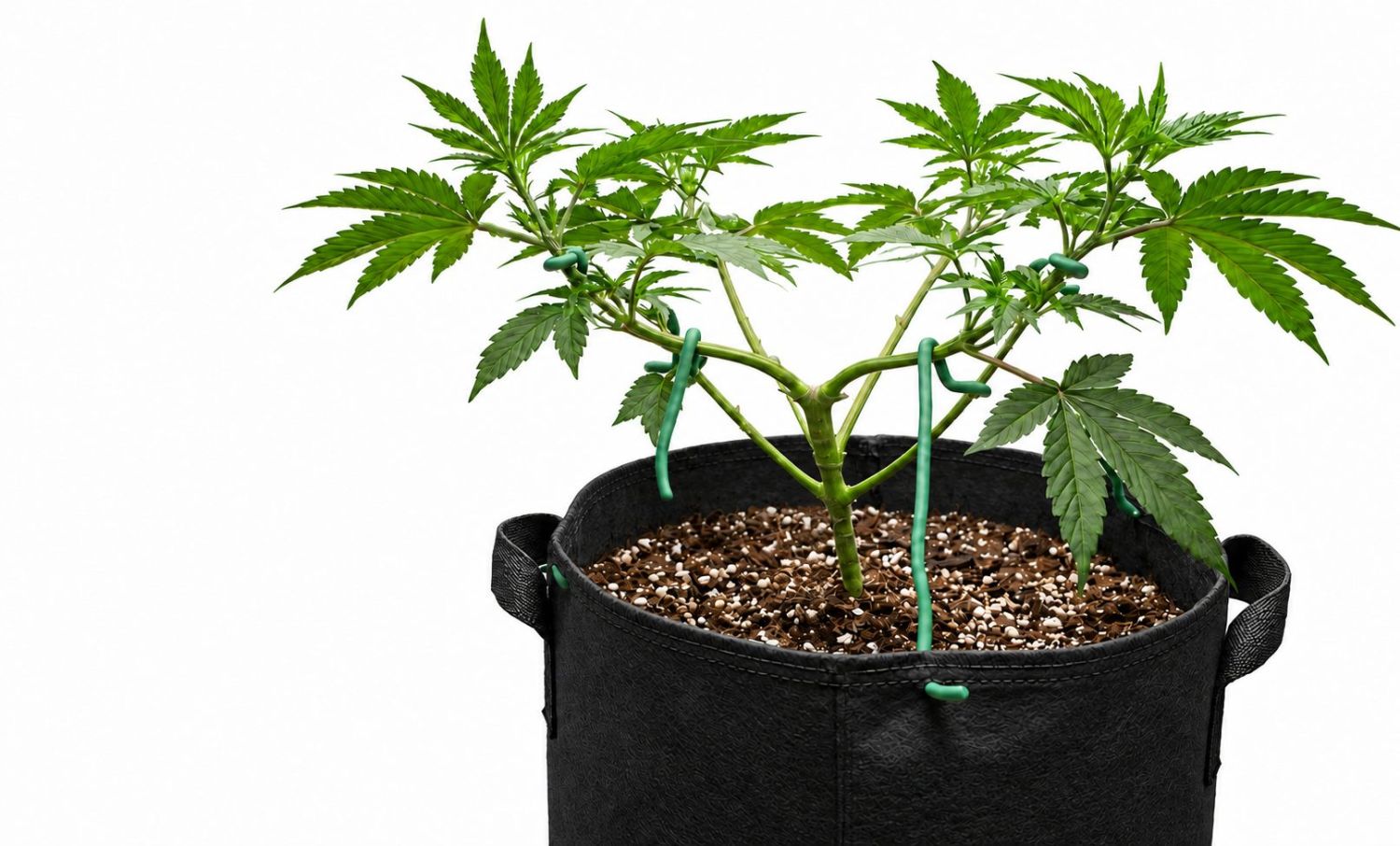 How much do autoflowers yield: lst
