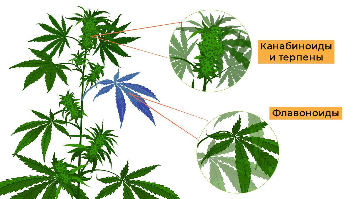 Flavonoids in cannabis: what are flavonoids?