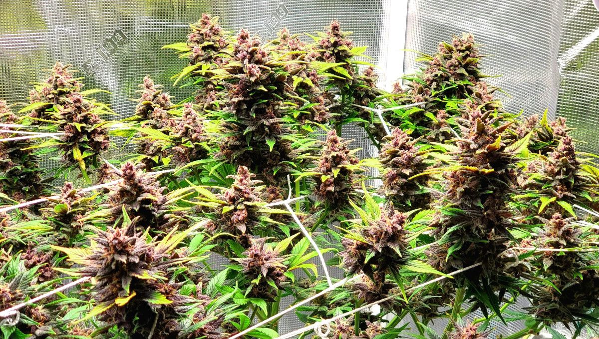 Blackberry Auto cannabis strain: ripening and harvest | weeks 10 | a purple plant grown in an indoor tent in ScrOG