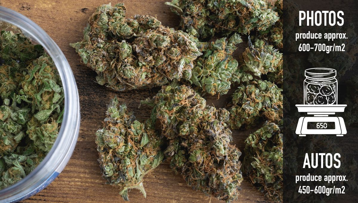 Why should beginners grow autoflowers?: yields
