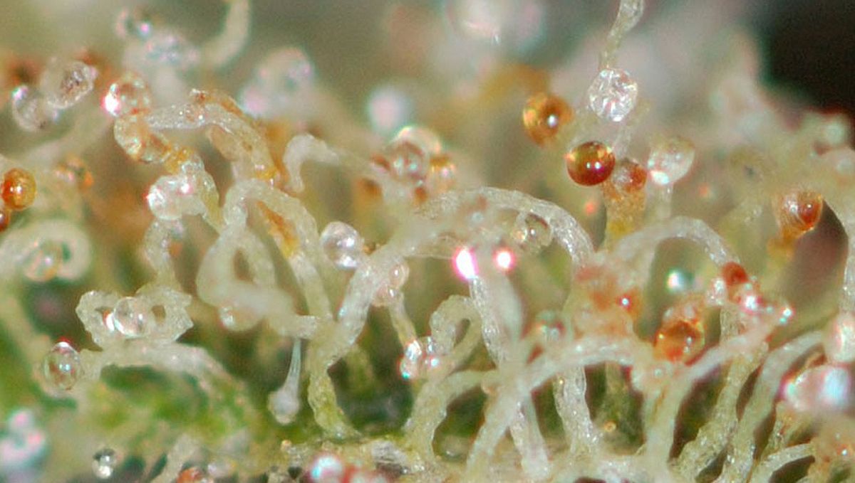 Lõplik juhend autoflower kanepi kasvatamiseks: Lõikus, kuivatamine ja küpsemine