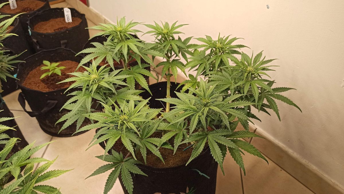Cream Cookies Auto cannabis strain: transition (pre-flower) | week 5 | a medium-sized multi-branch indoor plant with the first flowers forming on tops