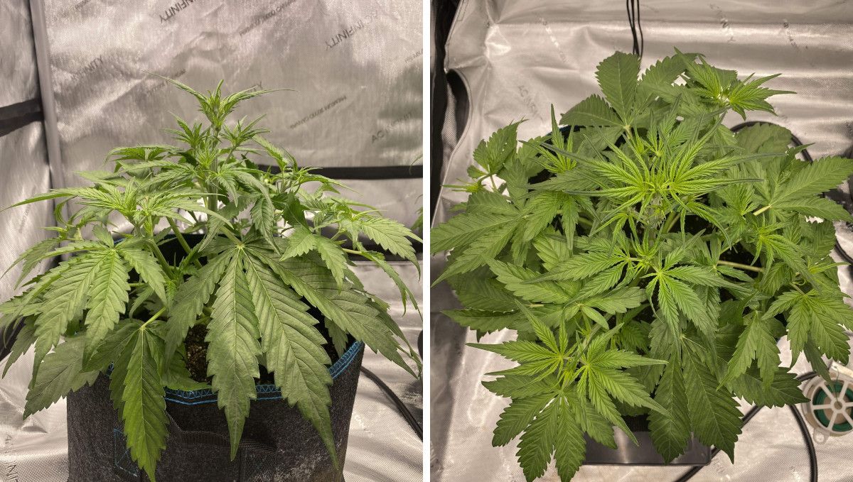 Gorilla Punch Auto 大麻品种：营养生长期中期 | 第3-4周 | 营养期发展对比