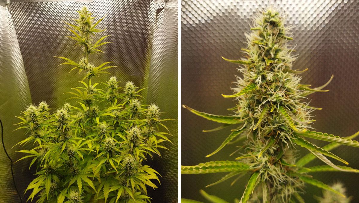 オートマザール大麻ストレイン：中期開花（バルク期）| 8-9週目 | サティバ寄りの成熟株のアップ