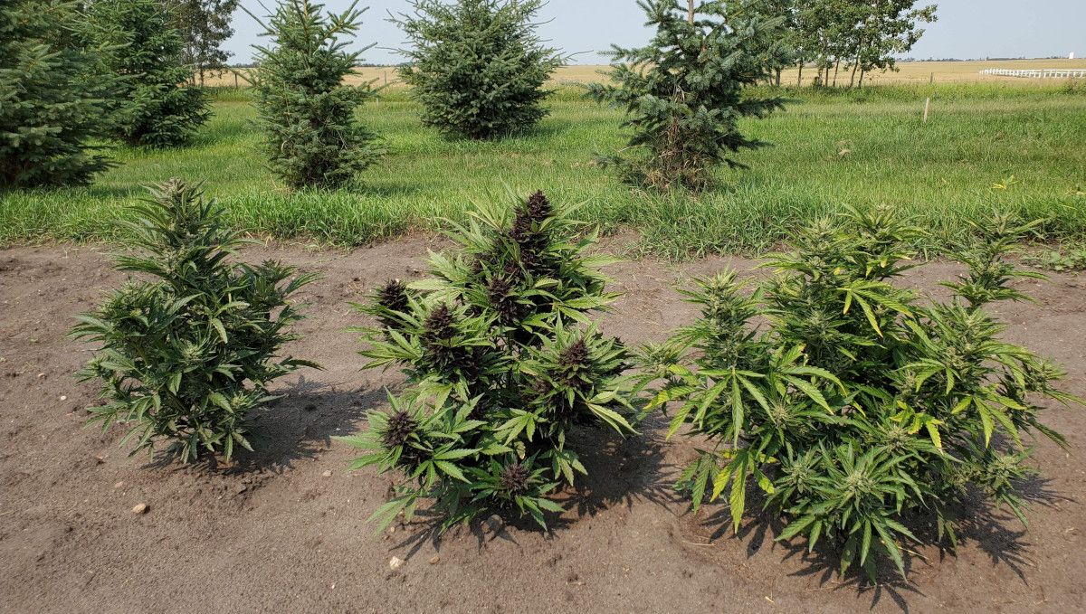 The Best Temperature To Grow Plants: Three plants growing outside, on of them purple