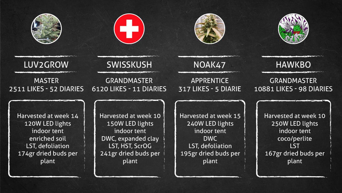 Pineapple Express Auto cannabis-variant: resultat