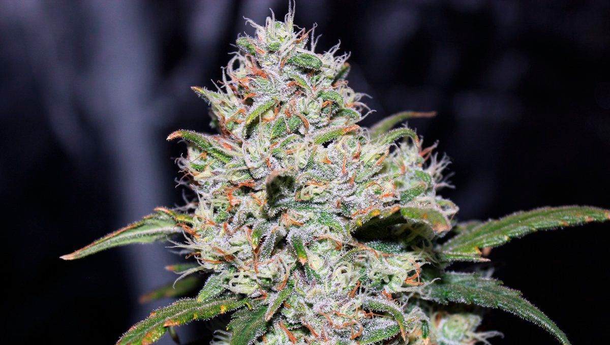 Gorilla glue auto strain historien: det hele ligger i genetikken