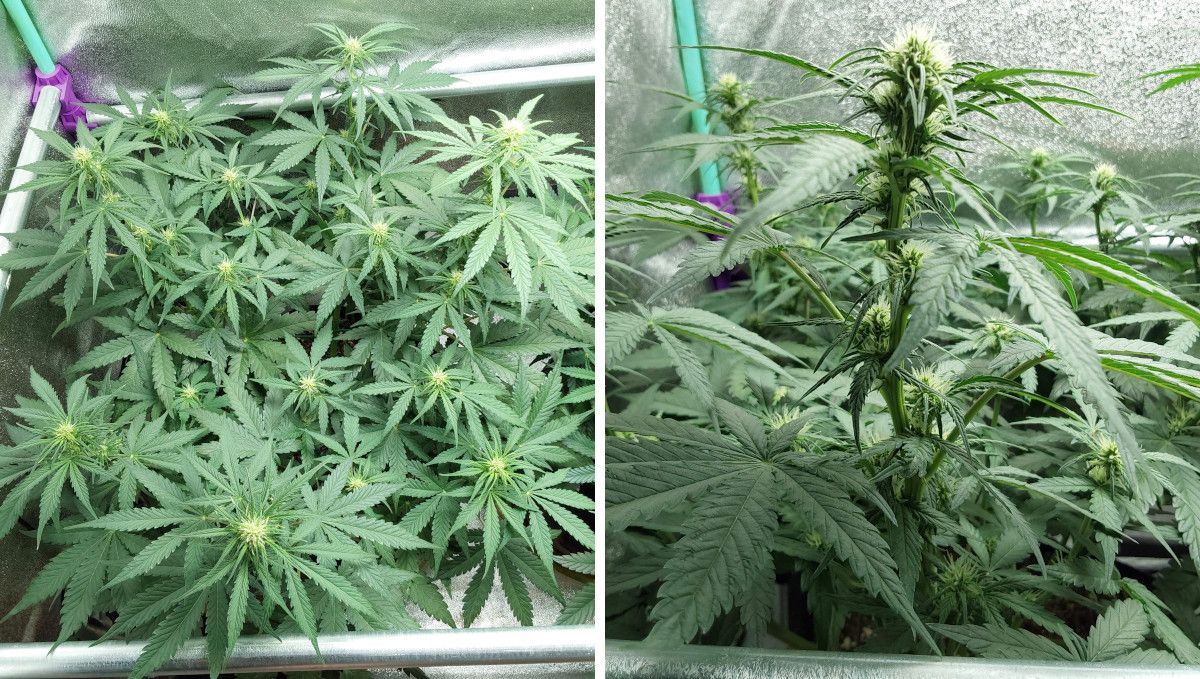 Blue Dream Auto ช่วงดอกต้น | สัปดาห์ที่ 6