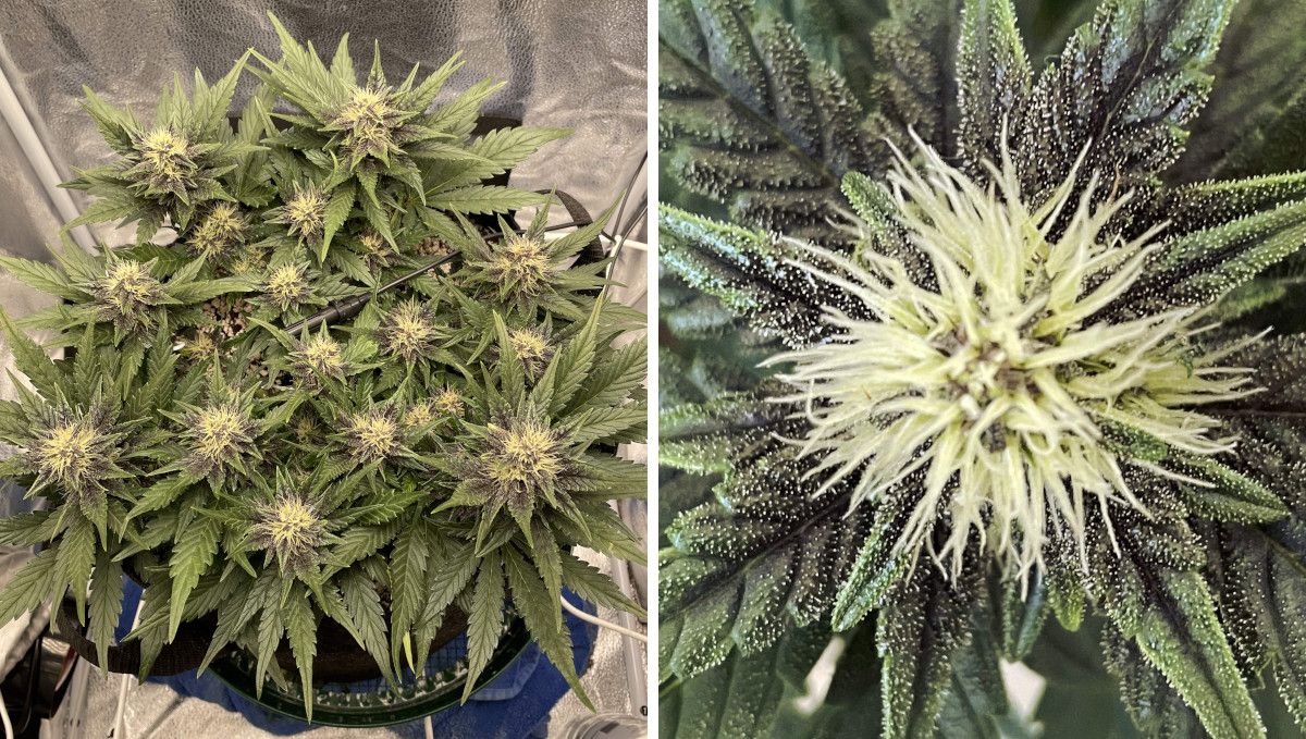 Purple Lemonade Auto 大麻品种周周种植指南 - 紧凑自花型多顶部开花；大麻花苞近景可见白色雌蕊、紫色色调与首批树脂腺