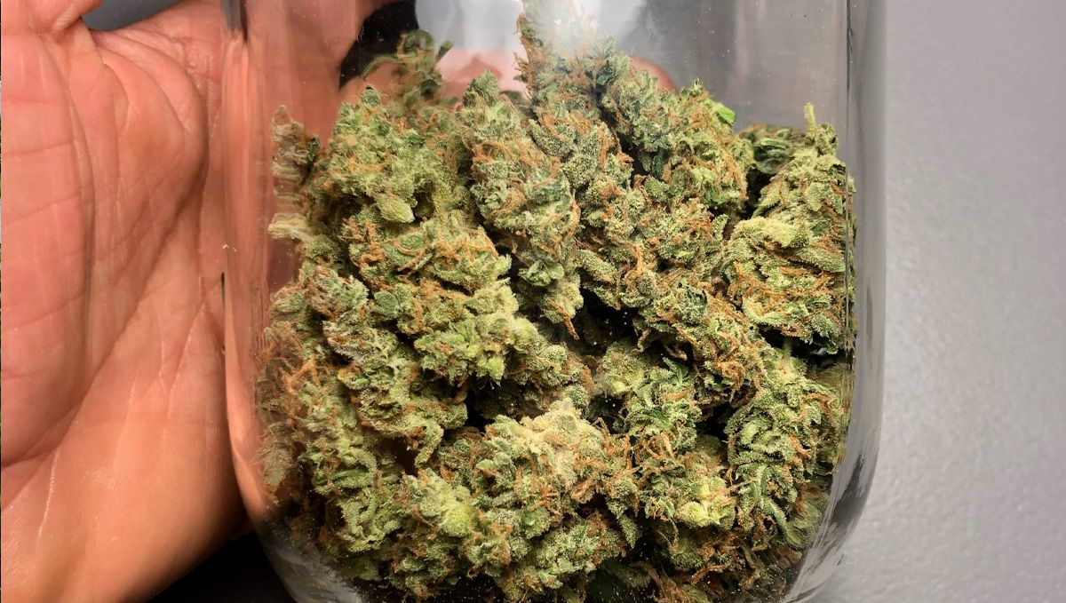 Strawberry pie auto week-by-week guide: curing your plants