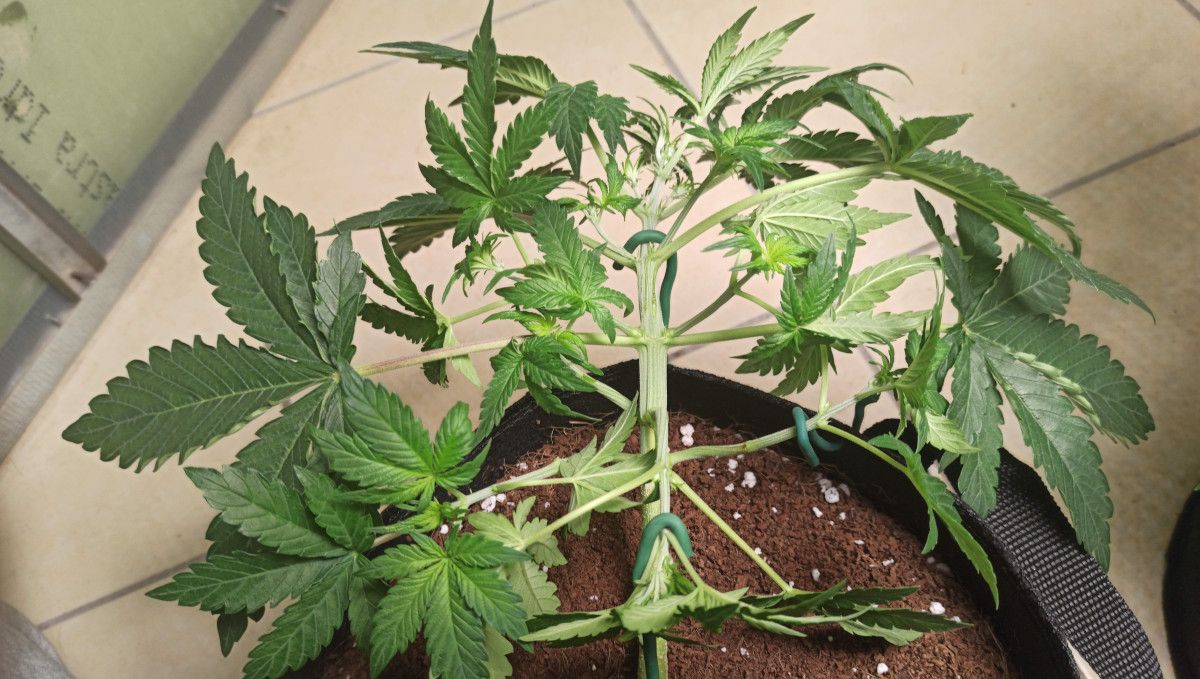 Mimosa Cake Auto cannabis strain: mid veg | weeks 3-4 | an autoflower with low-stress trained main stalk and side branches