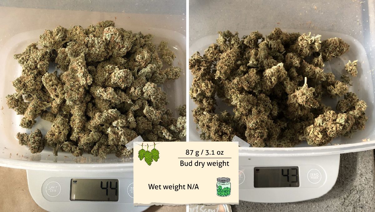 Girl Scout Cookies Auto Plants Seed Week-by-Week Guide: Two batches of trimmed dry buds being weighed on scales