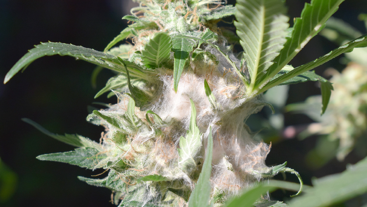A closeup of a moldy plants bud