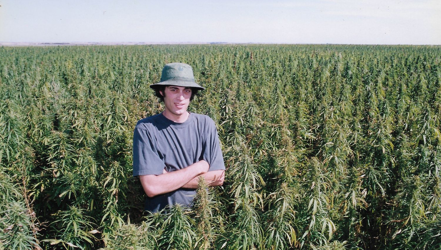 In einer rekordbrechenden Hanfsamenplantage, Saskatchewan ca. 2000.