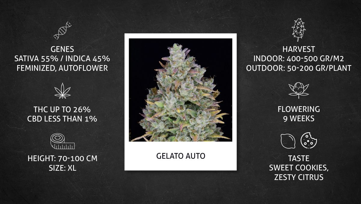 Gelato Auto Cannabis Strain Week-by-Week Guide: Growing specs