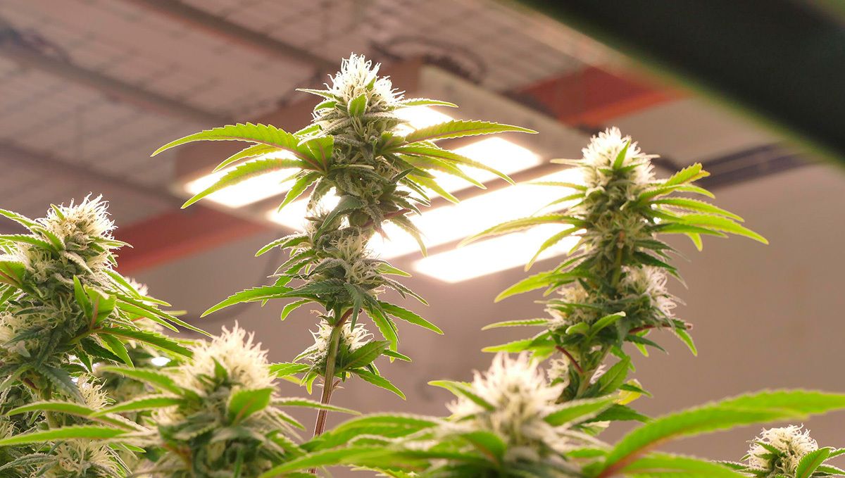 Manipulation délicate des trichomes pour préserver les terpènes.