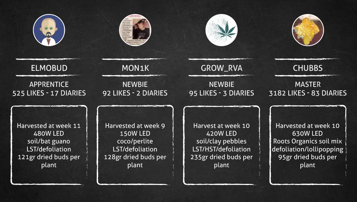 Gorilla Punch Auto 大麻品种：最终收获