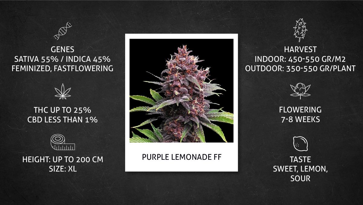 Purple Lemonade FF कैनाबिस स्ट्रेन: स्पेस शीट