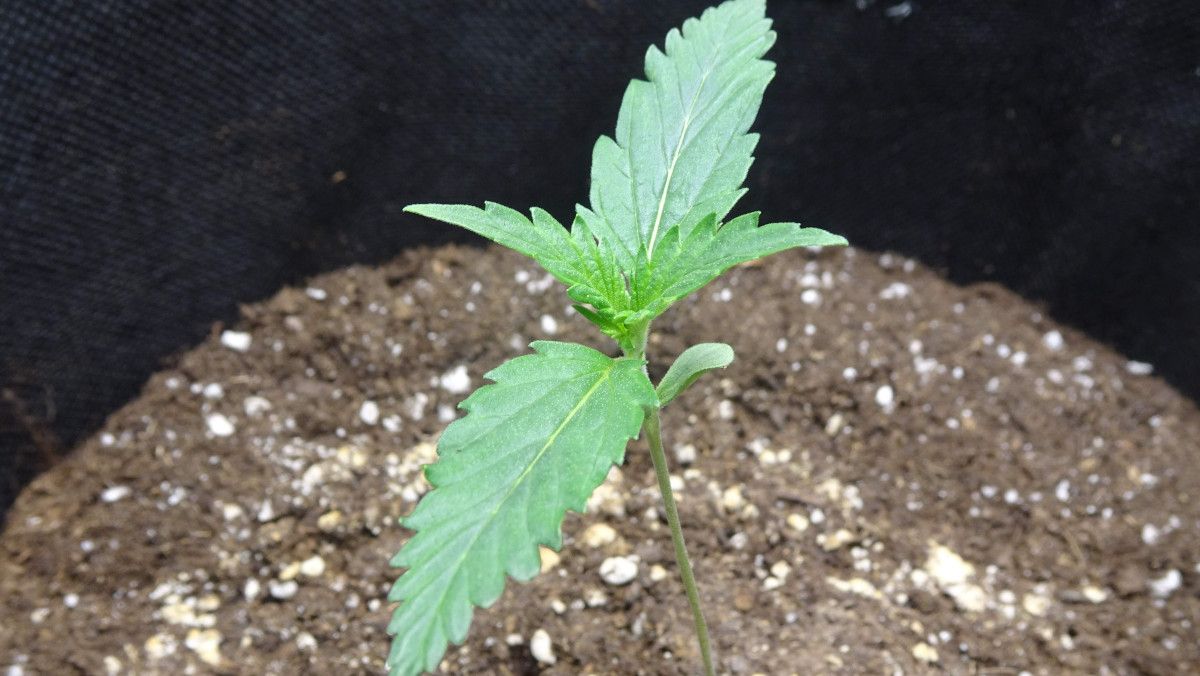 Amnesia Z Auto cannabis strain: germination and seedling stage | week 1 : 7 days old
