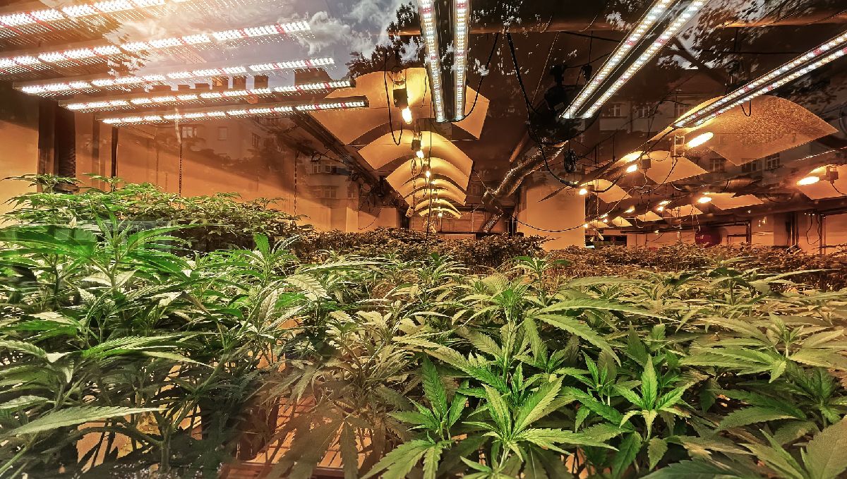How to increase THC in cannabis plants: provide as much light as possible