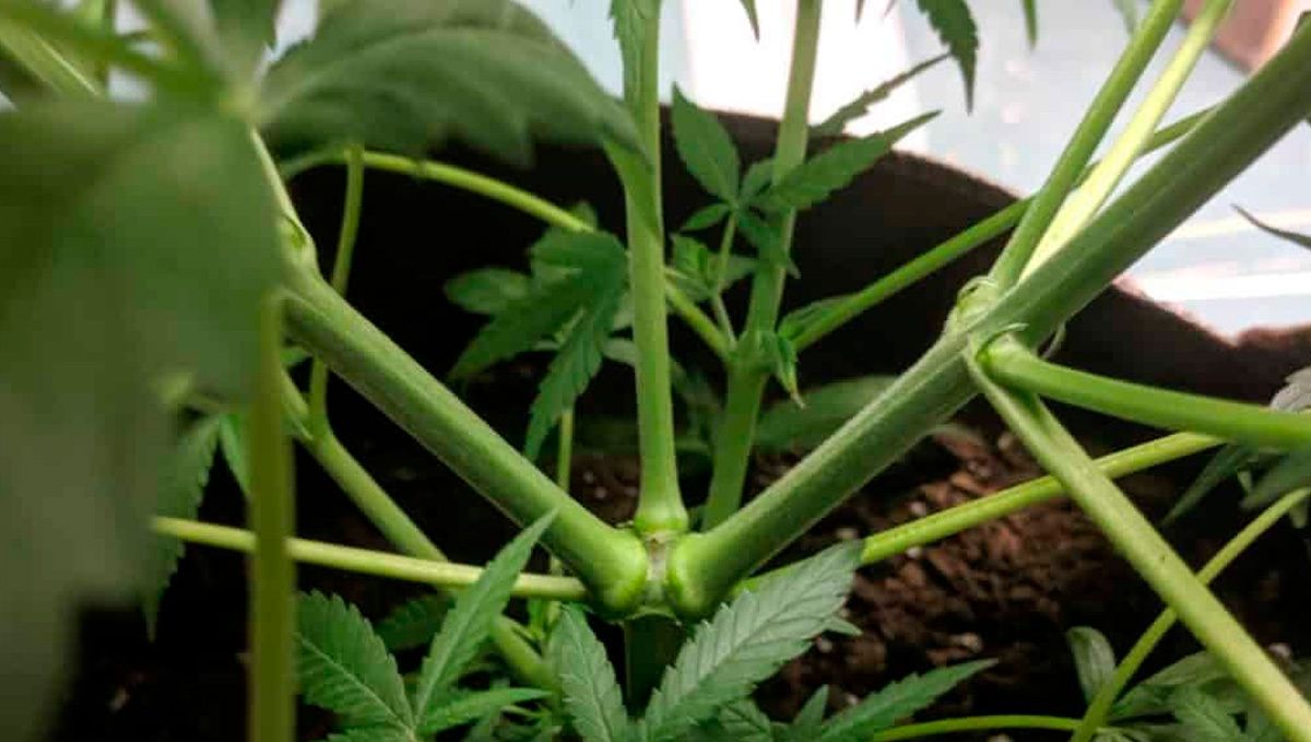 Durch das Toppen kannst du eine bessere Ernte von deinen Autoflowering-Pflanzen erzielen.