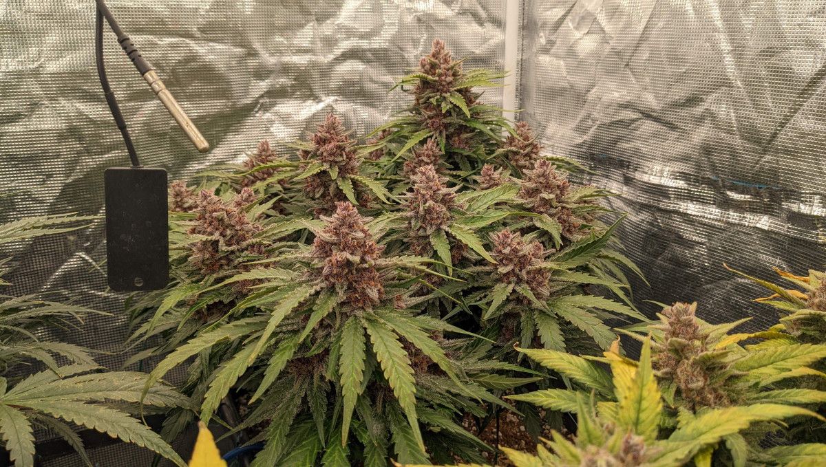 Banana Purple Punch Auto भांग स्ट्रेन: पकना और हार्वेस्ट | सप्ताह 10- | छोटा लेकिन प्रोडक्टिव पौधा