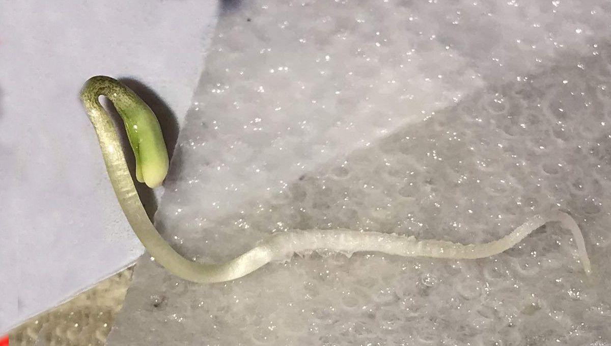 Cream Cookies Auto cannabis strain: germination and seedling stage | week 1 | a sprout with a long taproot