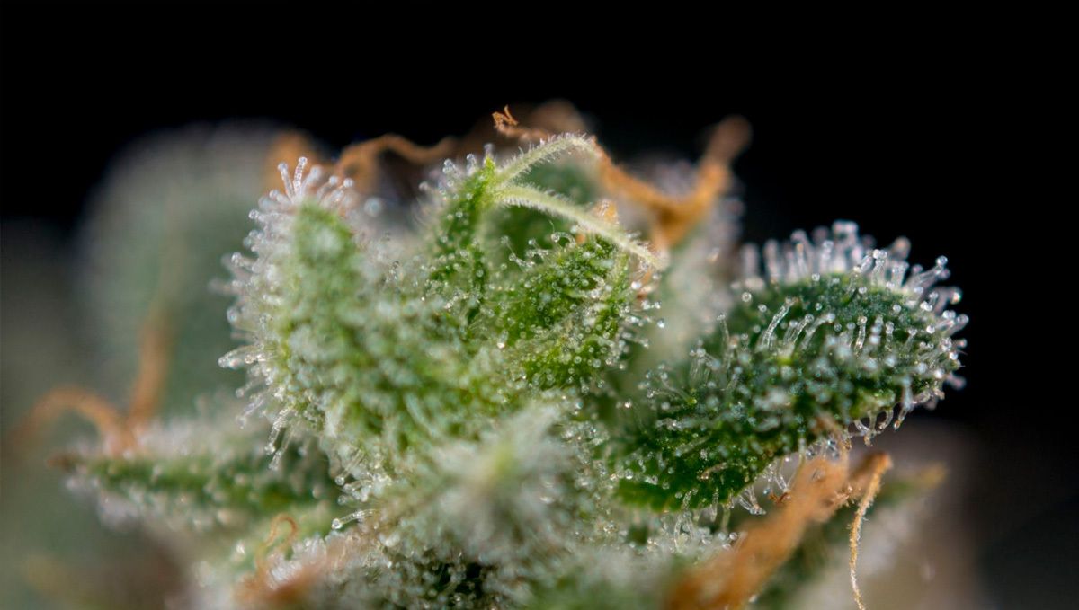Trichomes riches en cannabinoïdes et terpènes sur des fleurs de cannabis.