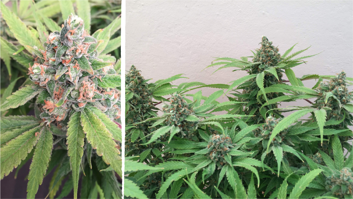 Cookies kush cannabis strain week-by-week guide: ripening and harvest | weeks 10-12