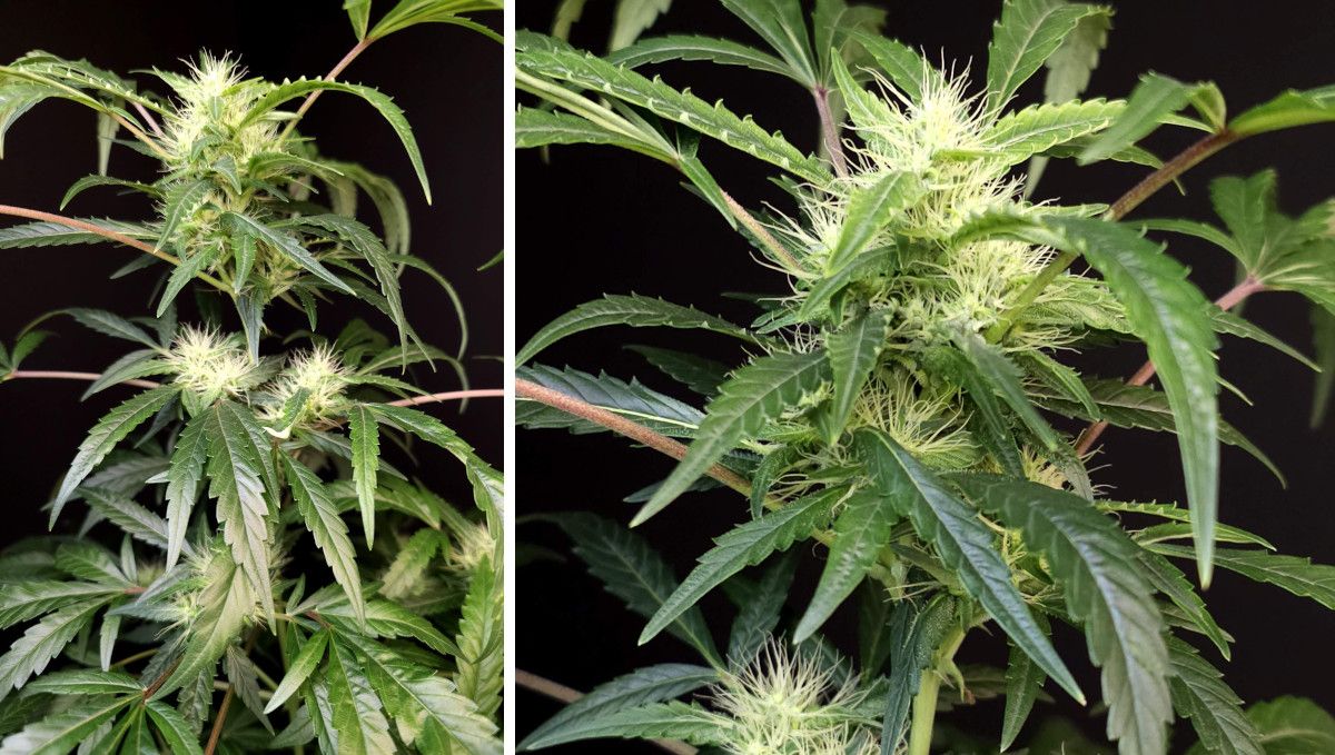 GG4 Sherbet FF cannabis strain: early flower | weeks 8-9 | the first flowers are very white and fluffy