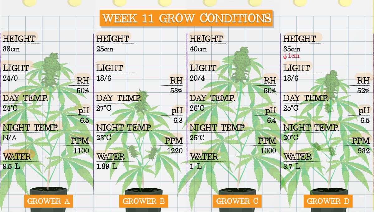 Gelato Auto Plants Seed Week-by-Week Guide: Grow conditions in week 11