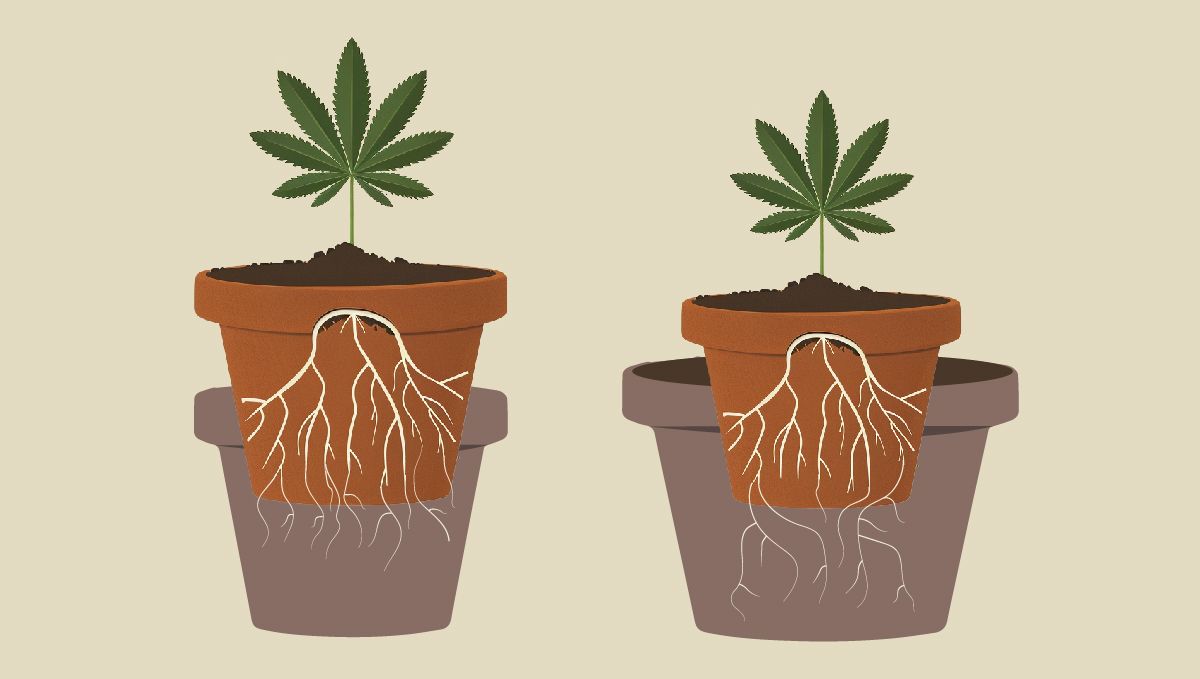 Plants Umtopfen: Zeichnung, wie ein alter Topf in oder auf einen neuen gesetzt werden kann