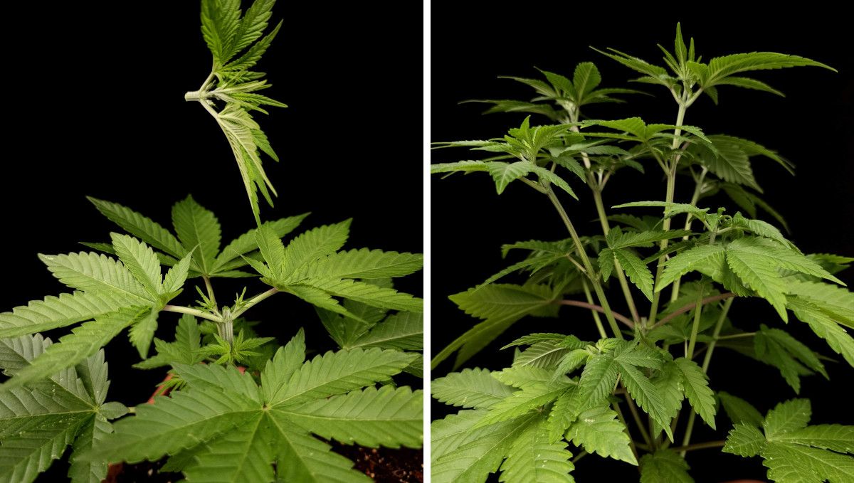 Tropicana Cookies FF cannabis strain: mid veg | weeks 3-6 | a plant in the process of topping and the same plant after it has grown multiple new tops