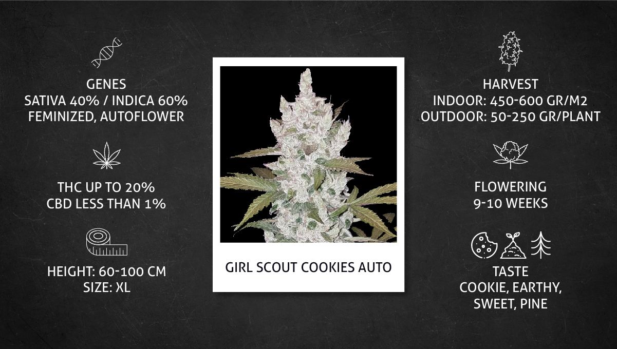 Girl Scout Cookies Auto Plants Seed Week-by-Week Guide: Datasheet