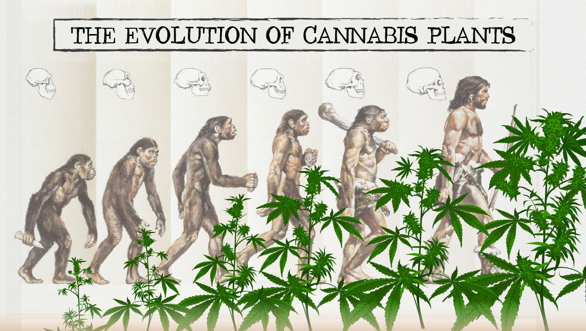 Plants breeding: the evolution of plants plants