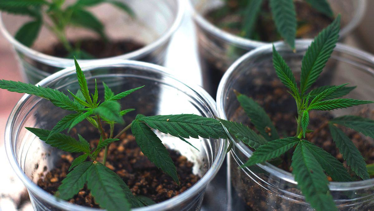 Are autoflowers worth it? cloning