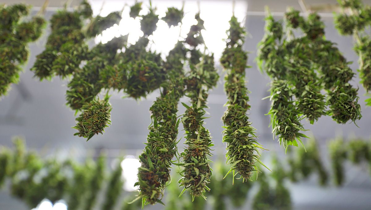 Sour diesel auto guide: drying