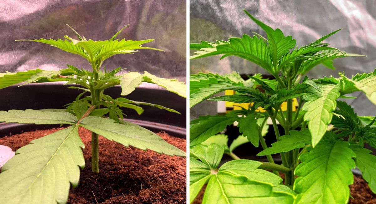 Gorilla Auto Cannabis Strain Week-by-Week Guide: A side view of two young marijuana plants, short and squat but with well-developed side branches