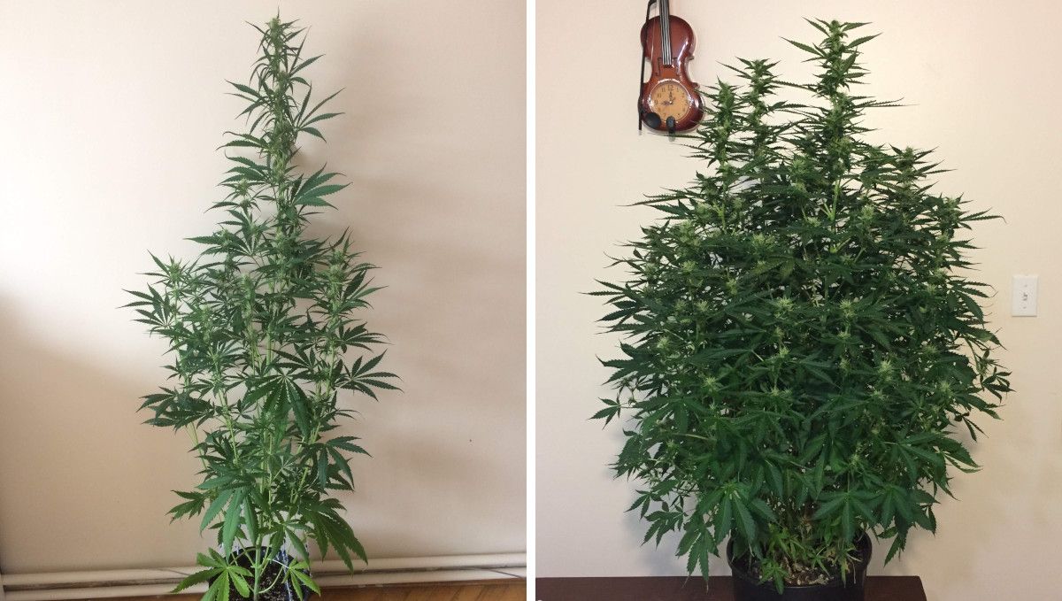 オートマザール大麻ストレイン：初期開花 | 6-7週目 | 2株の背高室内株の比較