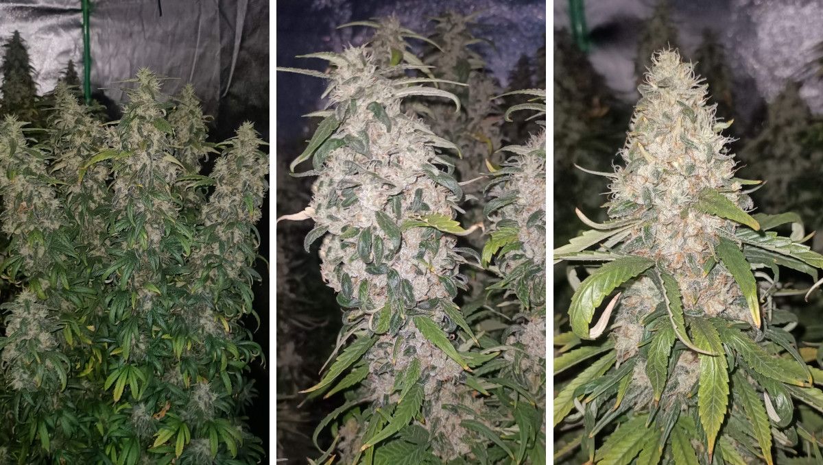 Gorilla Cookies FF cannabis strain: ripening and harvest | a maturing weed plant and its colas