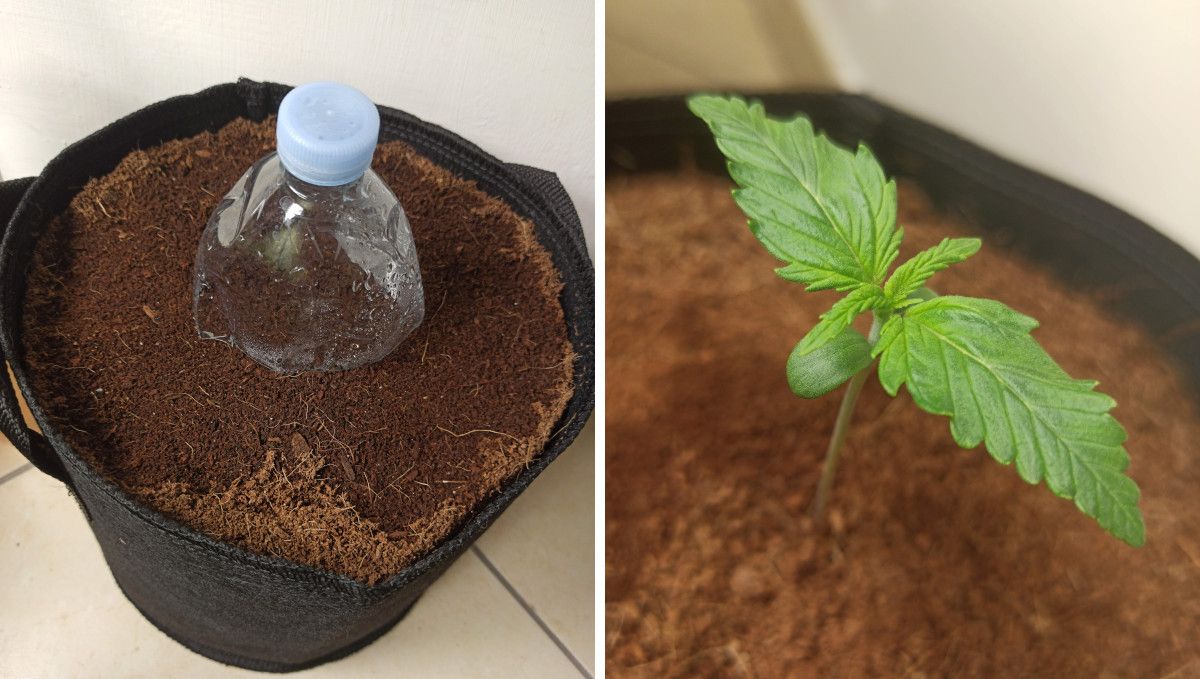 Udhëzues Javë-pas-Jave për Afghan Kush Auto: Një shishe plastike e prerë që mbron farën e mbjellë në kokos dhe një fidan 1-javor