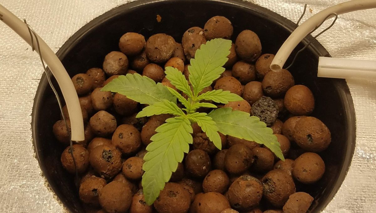 Pineapple Express Auto cannabis-variant: tidlig vekst | uke 2 | to-ukers autoflower i Hydroton