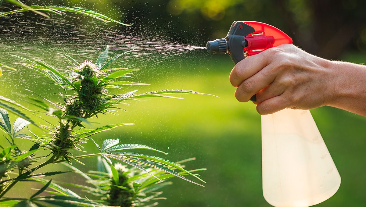 How to get rid of spider mites: how to get rid of spider mites step-by-step