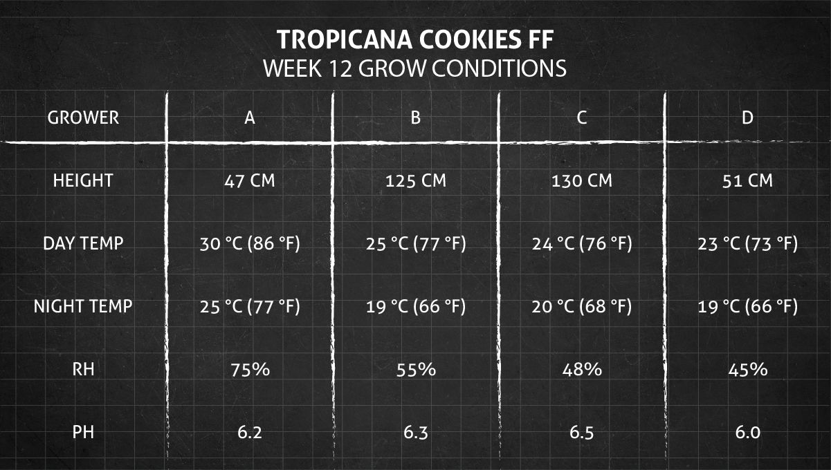 Tropicana Cookies FF cannabis strain: week 12 grow conditions