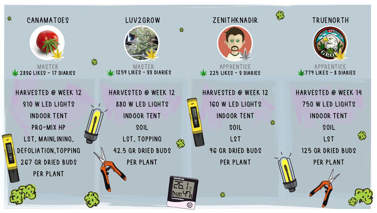 Gelato Auto Plants Seed Week-by-Week Guide: Setup specs and outcome